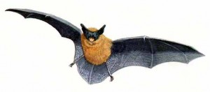 PipistrelleBat