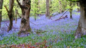 Tranch y Hebog bluebells (web)